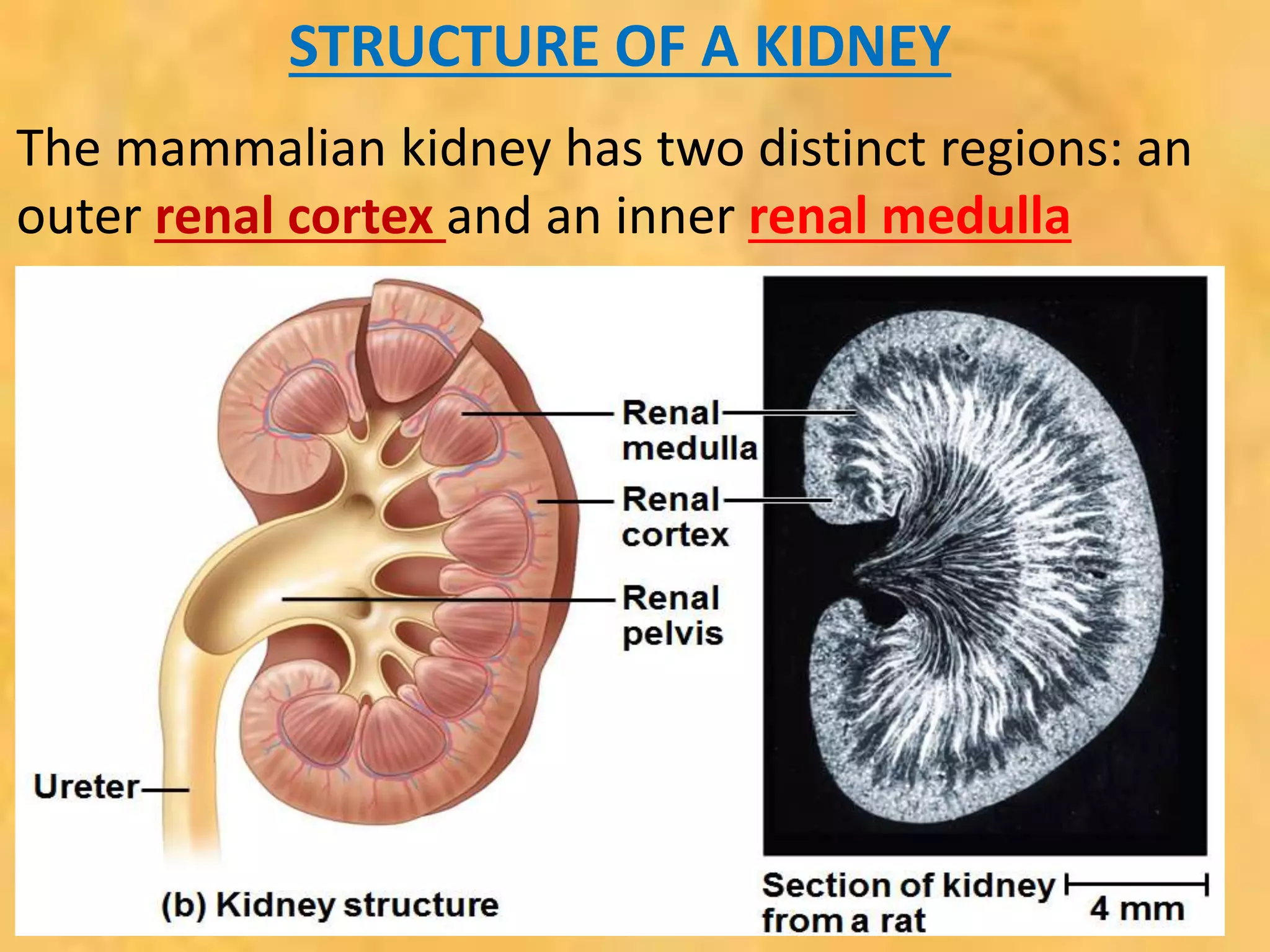 STRUCTURE OF A KIDNEY
The mammalian kidney has two distinct regions: an
outer renal cortex and an inner renal medulla
 