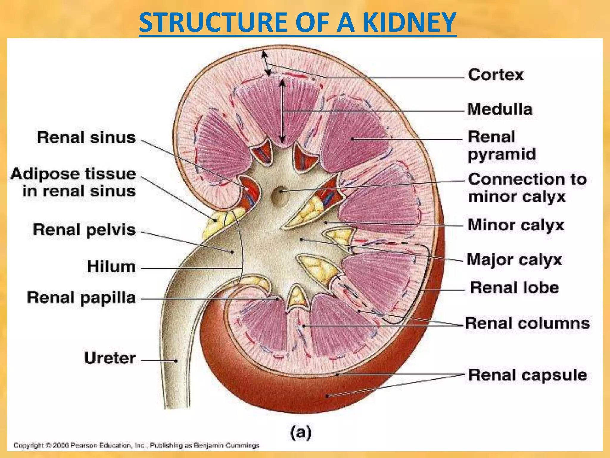 STRUCTURE OF A KIDNEY
 