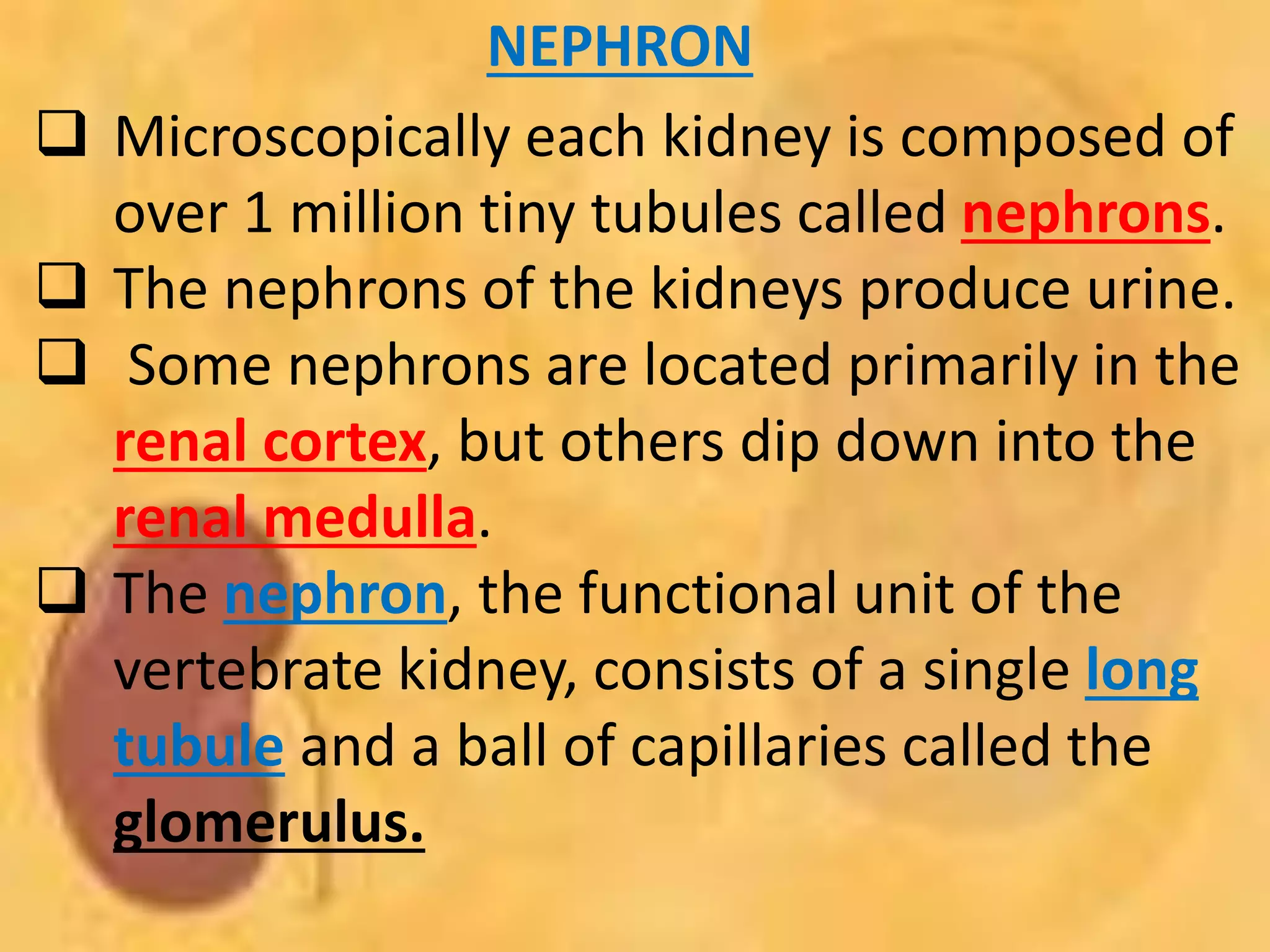 NEPHRON
 Microscopically each kidney is composed of
over 1 million tiny tubules called nephrons.
 The nephrons of the kidneys produce urine.
 Some nephrons are located primarily in the
renal cortex, but others dip down into the
renal medulla.
 The nephron, the functional unit of the
vertebrate kidney, consists of a single long
tubule and a ball of capillaries called the
glomerulus.
 