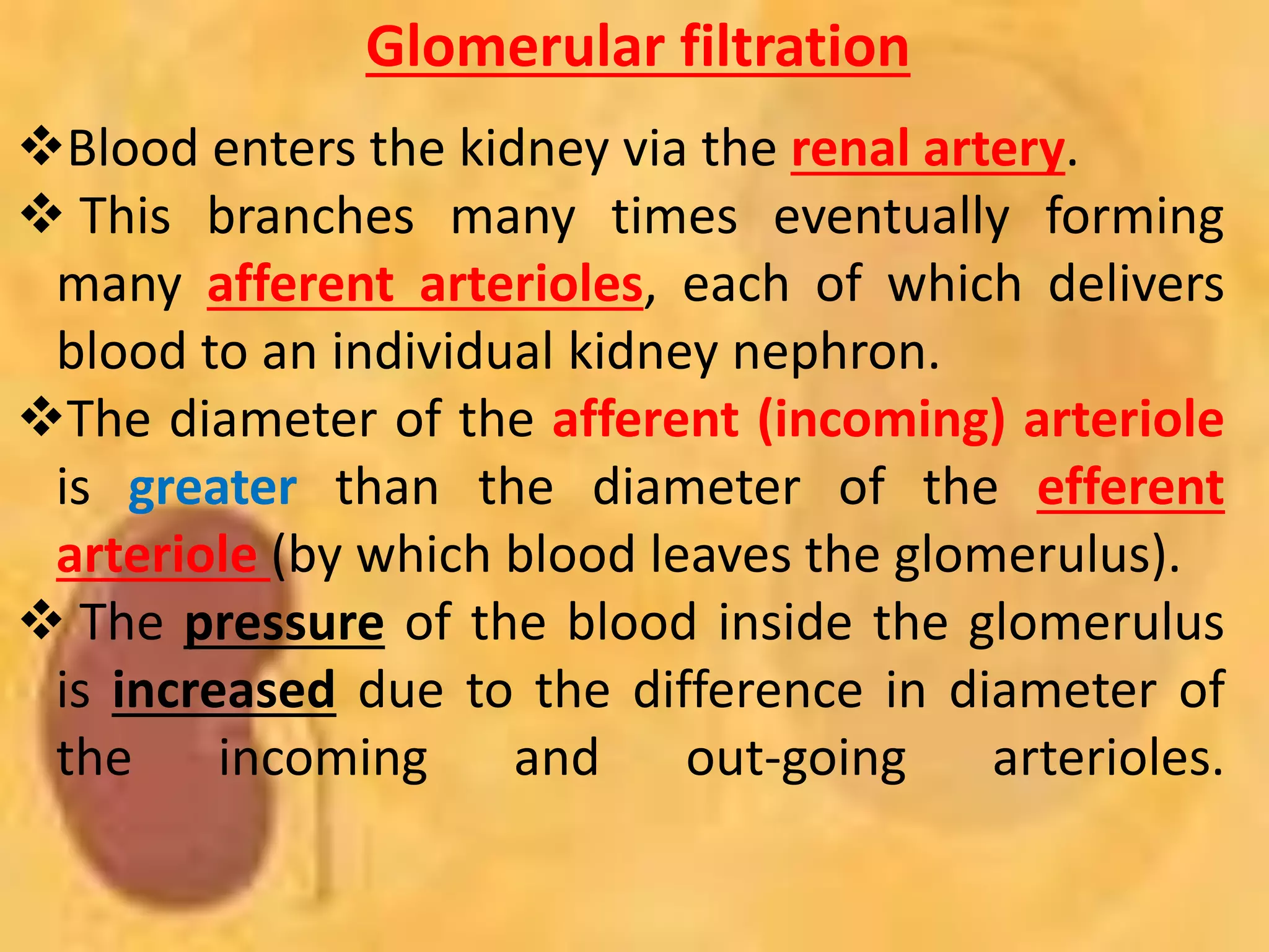 Glomerular filtration
Blood enters the kidney via the renal artery.
 This branches many times eventually forming
many afferent arterioles, each of which delivers
blood to an individual kidney nephron.
The diameter of the afferent (incoming) arteriole
is greater than the diameter of the efferent
arteriole (by which blood leaves the glomerulus).
 The pressure of the blood inside the glomerulus
is increased due to the difference in diameter of
the incoming and out-going arterioles.
 