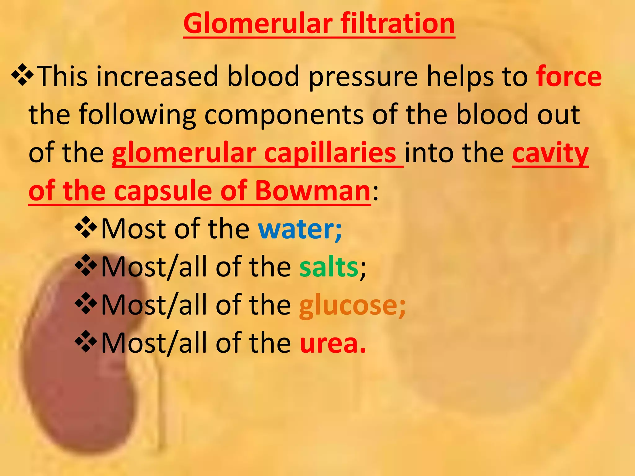 +
Glomerular filtration
This increased blood pressure helps to force
the following components of the blood out
of the glomerular capillaries into the cavity
of the capsule of Bowman:
Most of the water;
Most/all of the salts;
Most/all of the glucose;
Most/all of the urea.
 