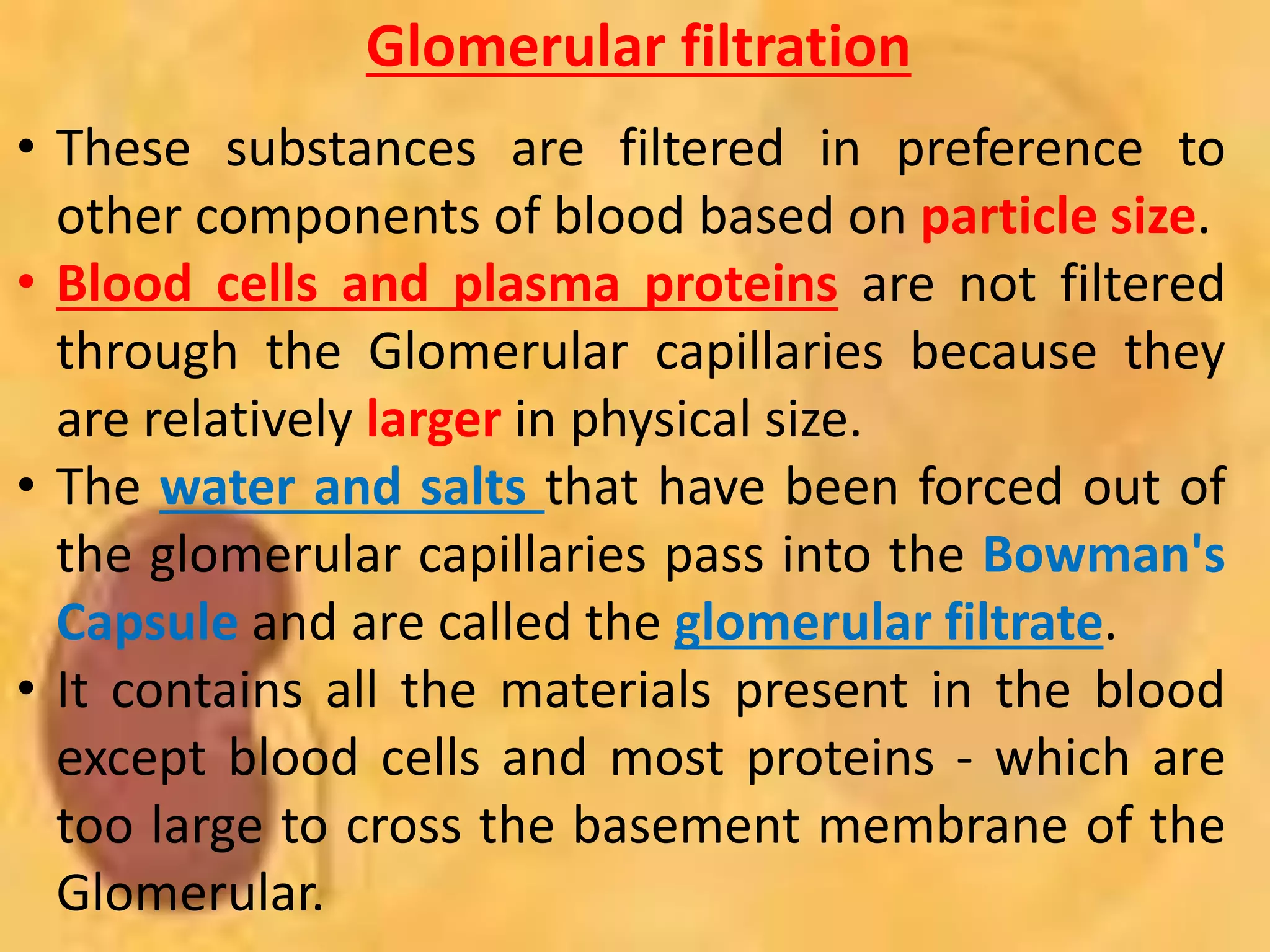 Glomerular filtration
• These substances are filtered in preference to
other components of blood based on particle size.
• Blood cells and plasma proteins are not filtered
through the Glomerular capillaries because they
are relatively larger in physical size.
• The water and salts that have been forced out of
the glomerular capillaries pass into the Bowman's
Capsule and are called the glomerular filtrate.
• It contains all the materials present in the blood
except blood cells and most proteins - which are
too large to cross the basement membrane of the
Glomerular.
 