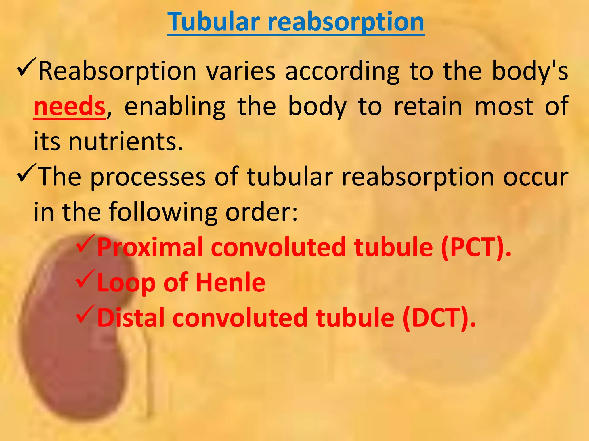 Tubular reabsorption
Reabsorption varies according to the body's
needs, enabling the body to retain most of
its nutrients.
The processes of tubular reabsorption occur
in the following order:
Proximal convoluted tubule (PCT).
Loop of Henle
Distal convoluted tubule (DCT).
 