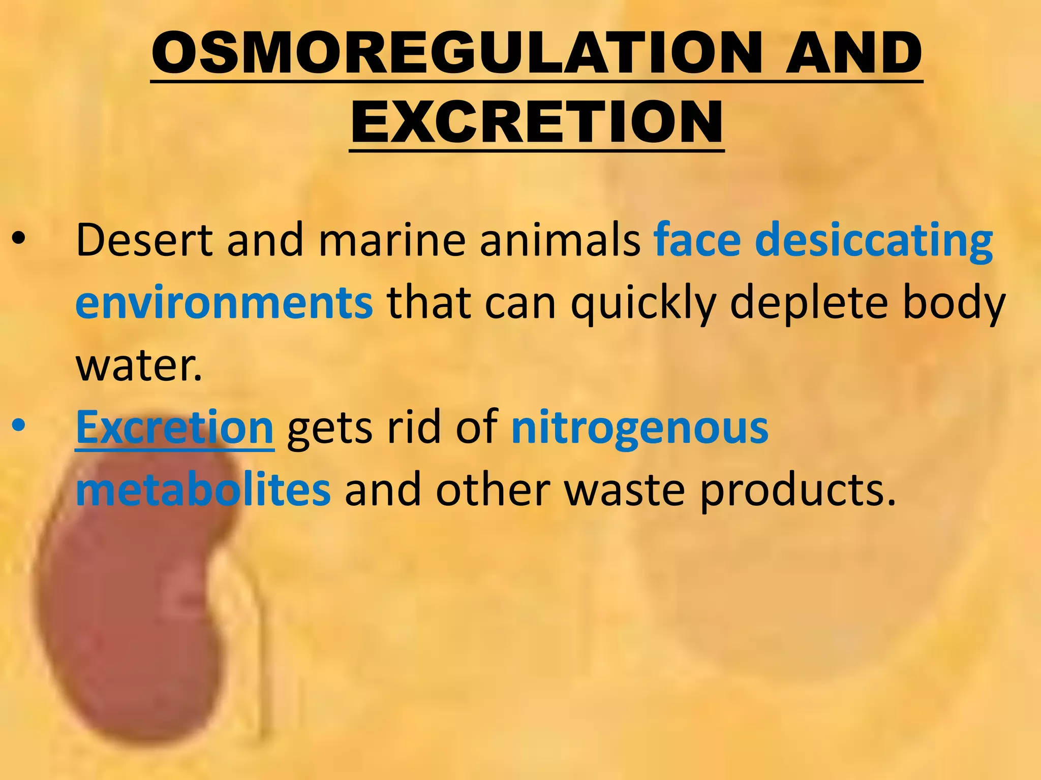 OSMOREGULATION AND
EXCRETION
• Desert and marine animals face desiccating
environments that can quickly deplete body
water.
• Excretion gets rid of nitrogenous
metabolites and other waste products.
 