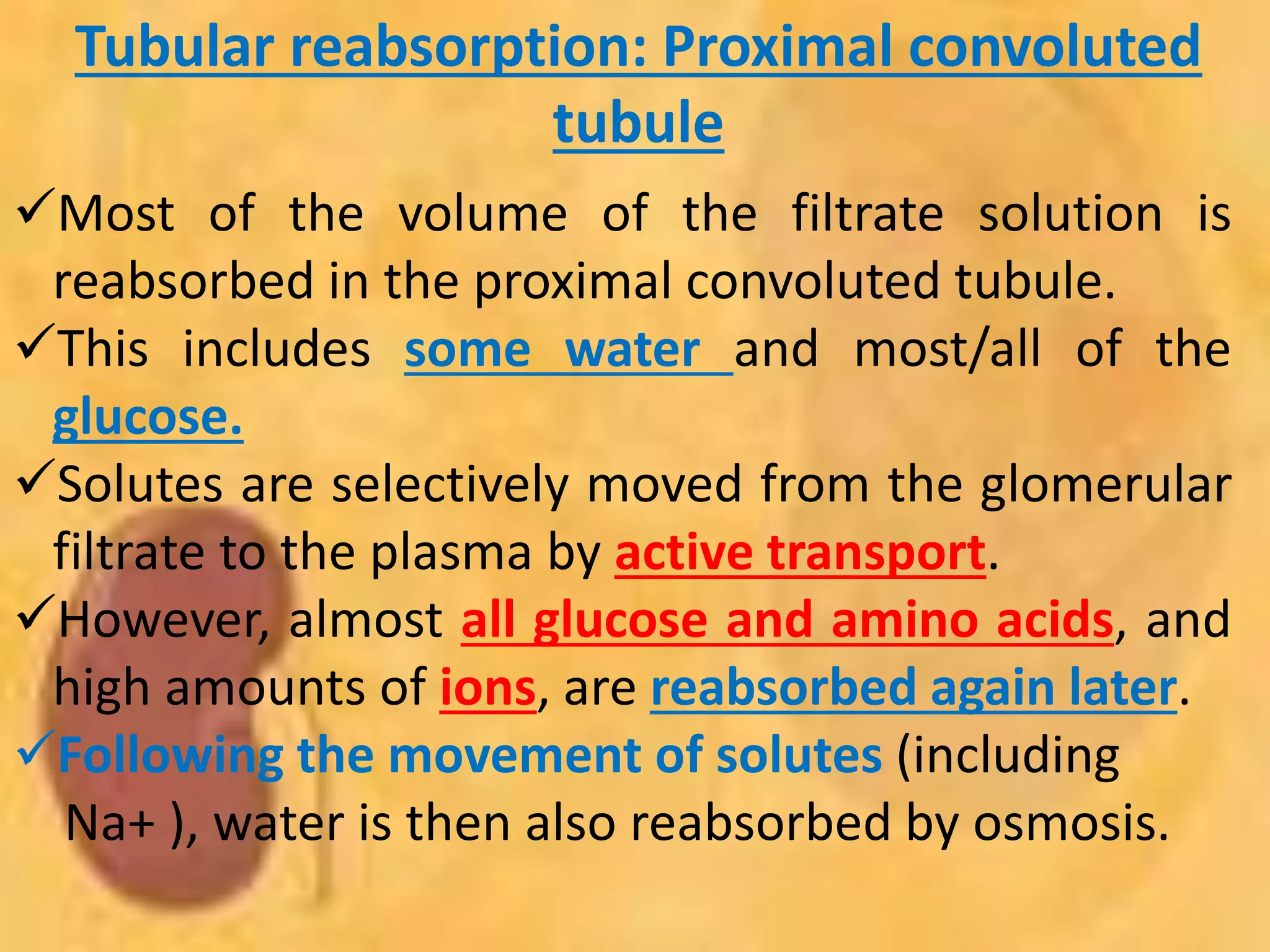 Tubular reabsorption: Proximal convoluted
tubule
Most of the volume of the filtrate solution is
reabsorbed in the proximal convoluted tubule.
This includes some water and most/all of the
glucose.
Solutes are selectively moved from the glomerular
filtrate to the plasma by active transport.
However, almost all glucose and amino acids, and
high amounts of ions, are reabsorbed again later.
Following the movement of solutes (including
Na+ ), water is then also reabsorbed by osmosis.
 