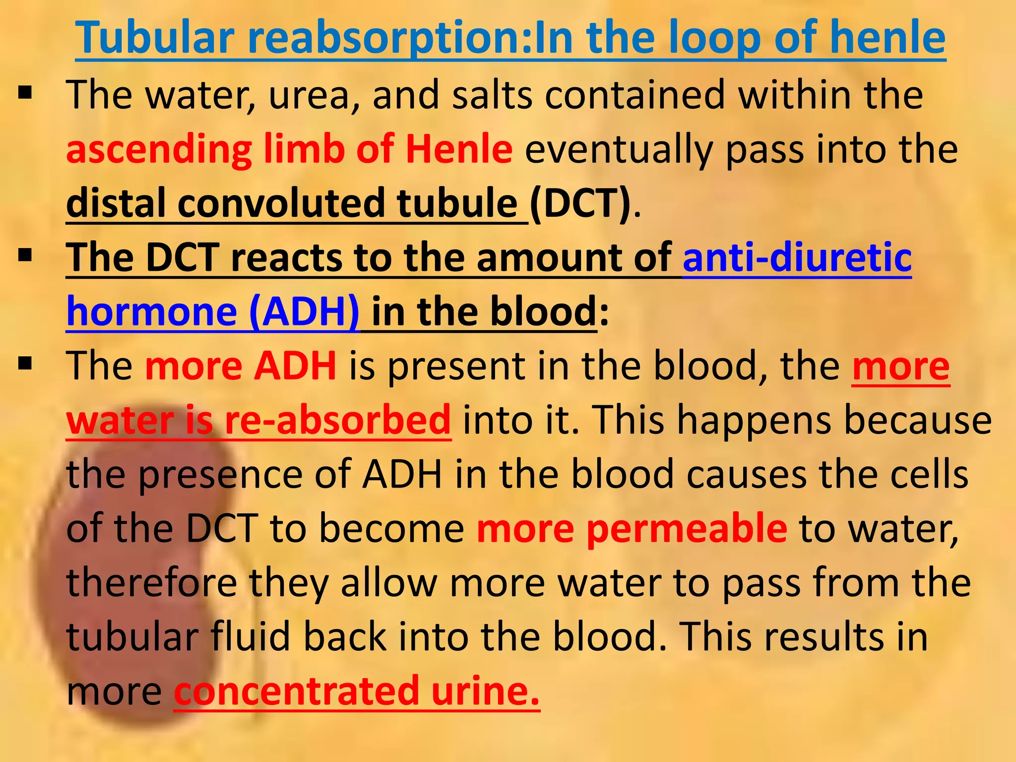Tubular reabsorption:In the loop of henle
 The water, urea, and salts contained within the
ascending limb of Henle eventually pass into the
distal convoluted tubule (DCT).
 The DCT reacts to the amount of anti-diuretic
hormone (ADH) in the blood:
 The more ADH is present in the blood, the more
water is re-absorbed into it. This happens because
the presence of ADH in the blood causes the cells
of the DCT to become more permeable to water,
therefore they allow more water to pass from the
tubular fluid back into the blood. This results in
more concentrated urine.
 