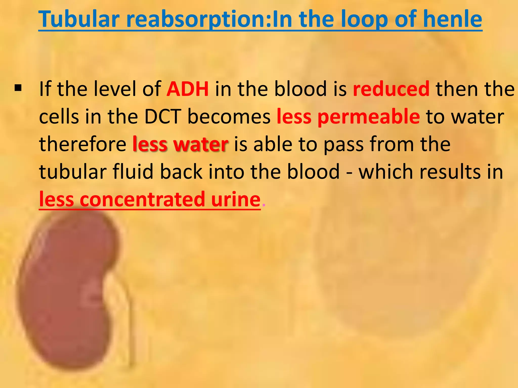Tubular reabsorption:In the loop of henle
 If the level of ADH in the blood is reduced then the
cells in the DCT becomes less permeable to water
therefore less water is able to pass from the
tubular fluid back into the blood - which results in
less concentrated urine.
 