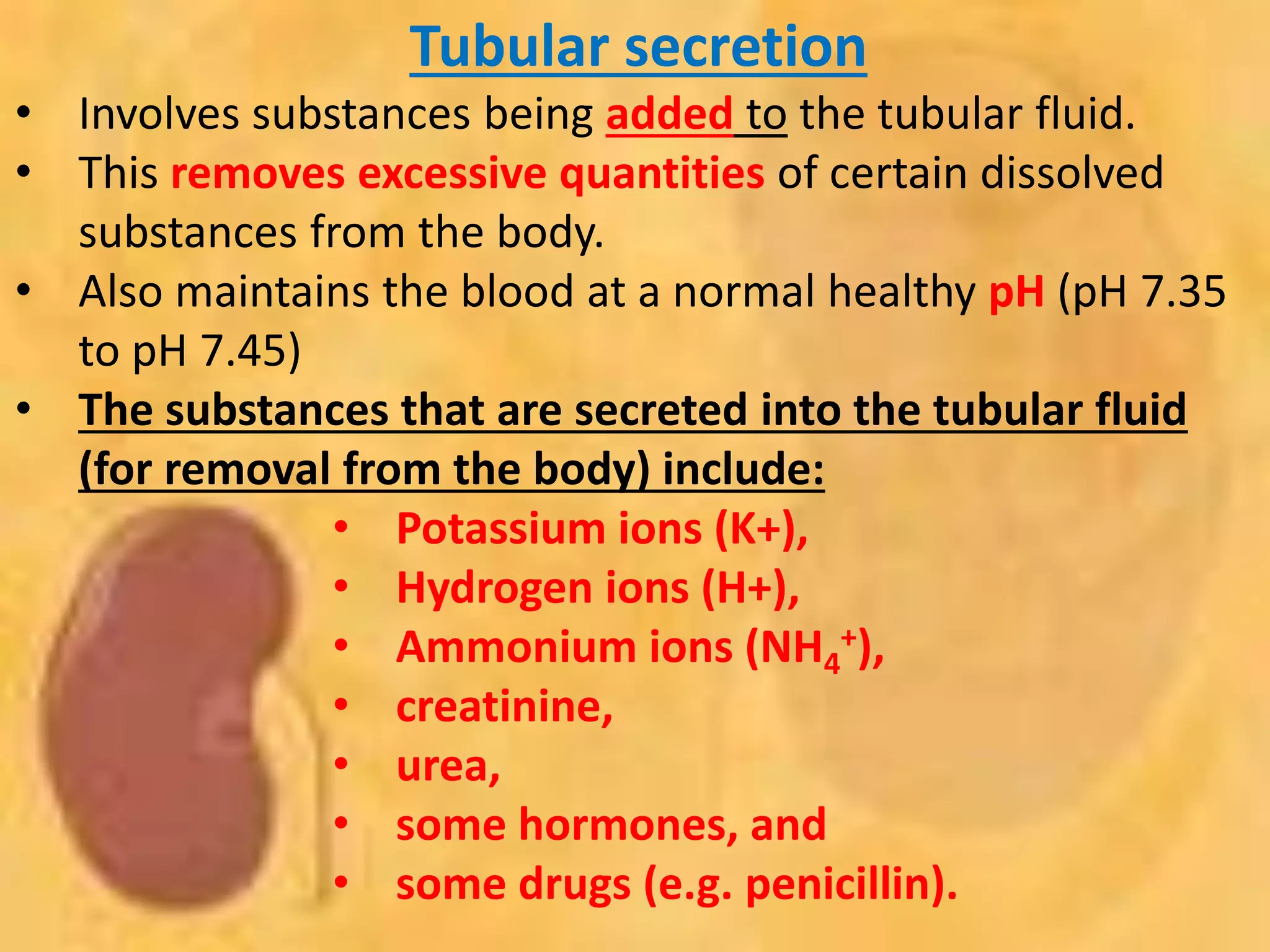 Tubular secretion
• Involves substances being added to the tubular fluid.
• This removes excessive quantities of certain dissolved
substances from the body.
• Also maintains the blood at a normal healthy pH (pH 7.35
to pH 7.45)
• The substances that are secreted into the tubular fluid
(for removal from the body) include:
• Potassium ions (K+),
• Hydrogen ions (H+),
• Ammonium ions (NH4
+),
• creatinine,
• urea,
• some hormones, and
• some drugs (e.g. penicillin).
 