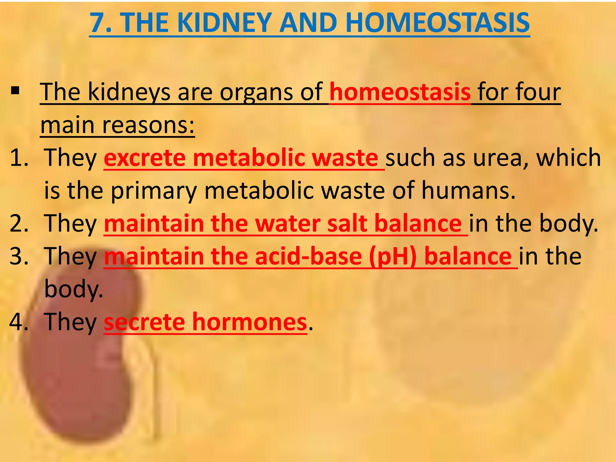 7. THE KIDNEY AND HOMEOSTASIS
 The kidneys are organs of homeostasis for four
main reasons:
1. They excrete metabolic waste such as urea, which
is the primary metabolic waste of humans.
2. They maintain the water salt balance in the body.
3. They maintain the acid-base (pH) balance in the
body.
4. They secrete hormones.
 