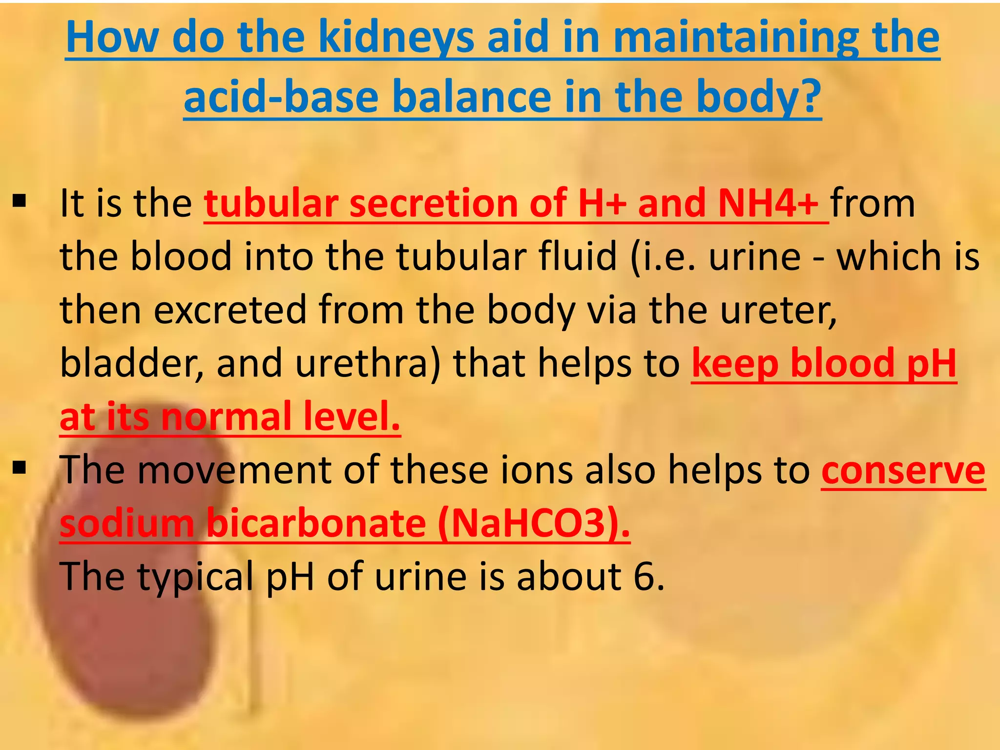 How do the kidneys aid in maintaining the
acid-base balance in the body?
 It is the tubular secretion of H+ and NH4+ from
the blood into the tubular fluid (i.e. urine - which is
then excreted from the body via the ureter,
bladder, and urethra) that helps to keep blood pH
at its normal level.
 The movement of these ions also helps to conserve
sodium bicarbonate (NaHCO3).
The typical pH of urine is about 6.
 