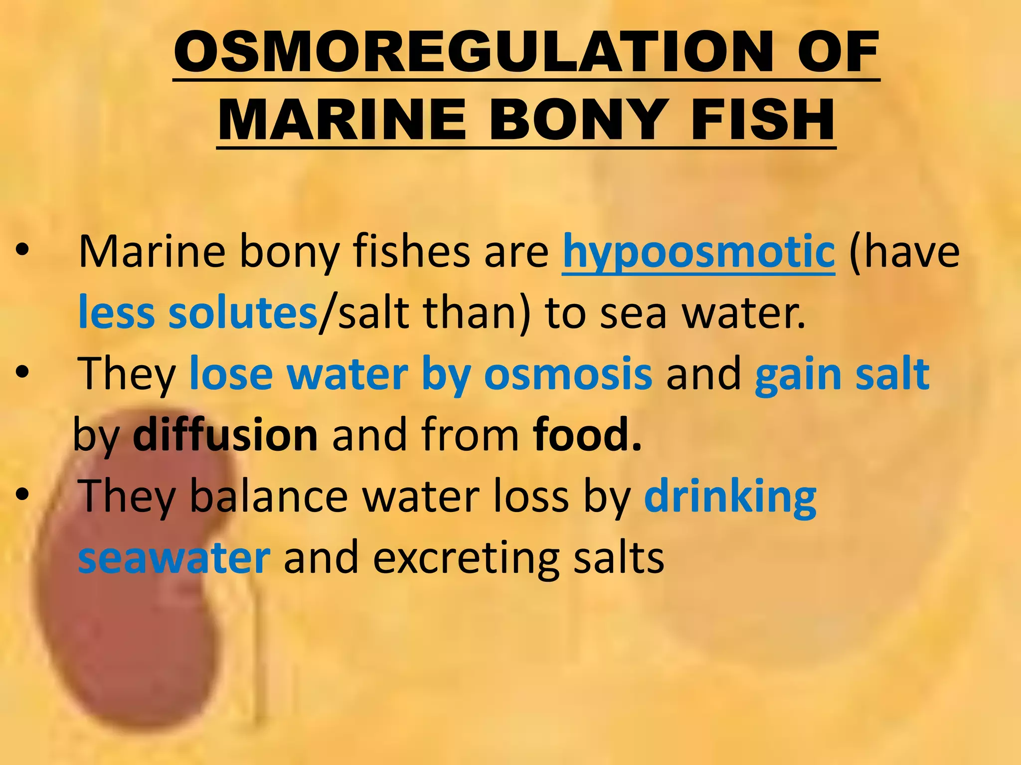 OSMOREGULATION OF
MARINE BONY FISH
• Marine bony fishes are hypoosmotic (have
less solutes/salt than) to sea water.
• They lose water by osmosis and gain salt
by diffusion and from food.
• They balance water loss by drinking
seawater and excreting salts
 