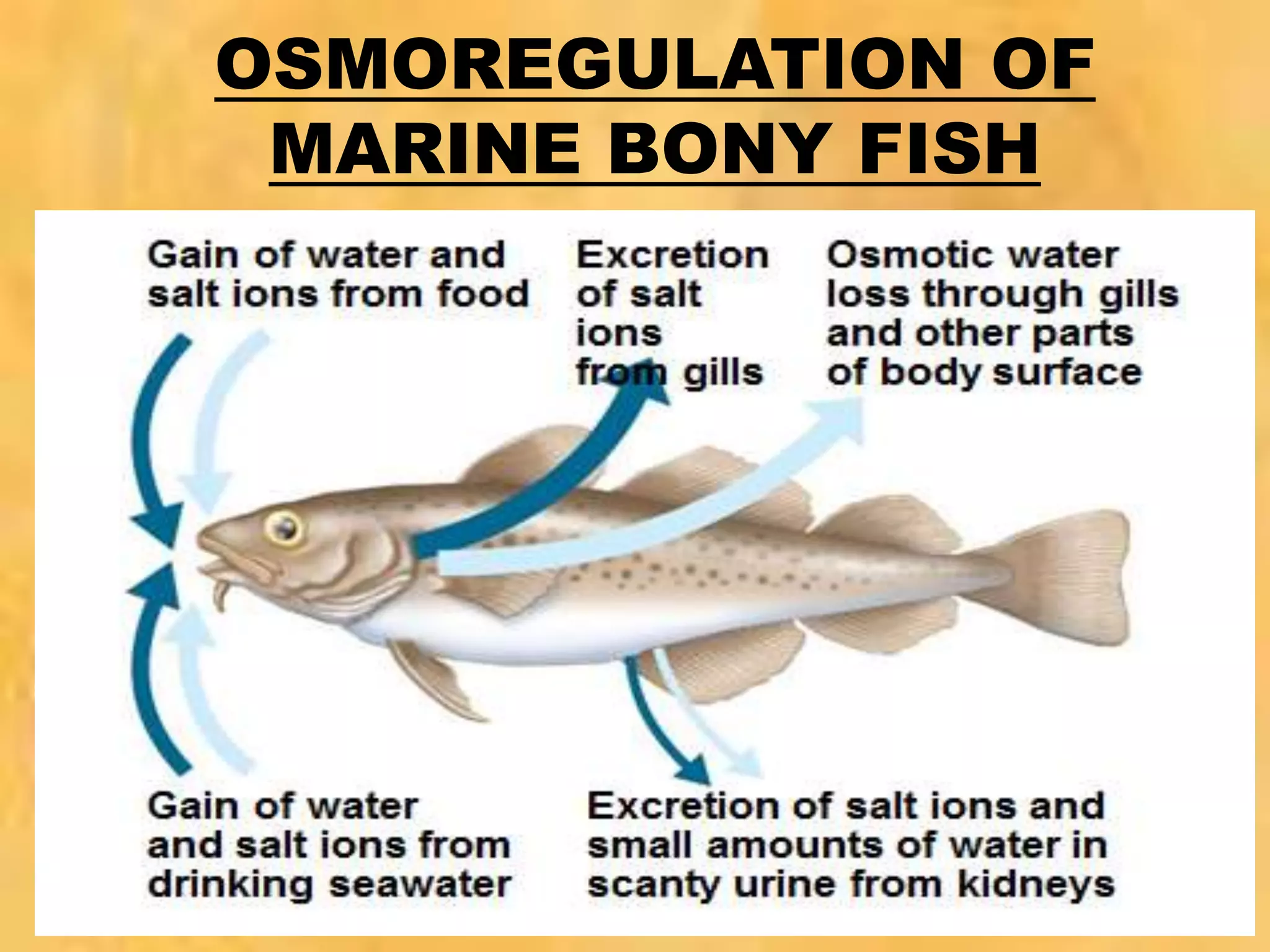 OSMOREGULATION OF
MARINE BONY FISH
 
