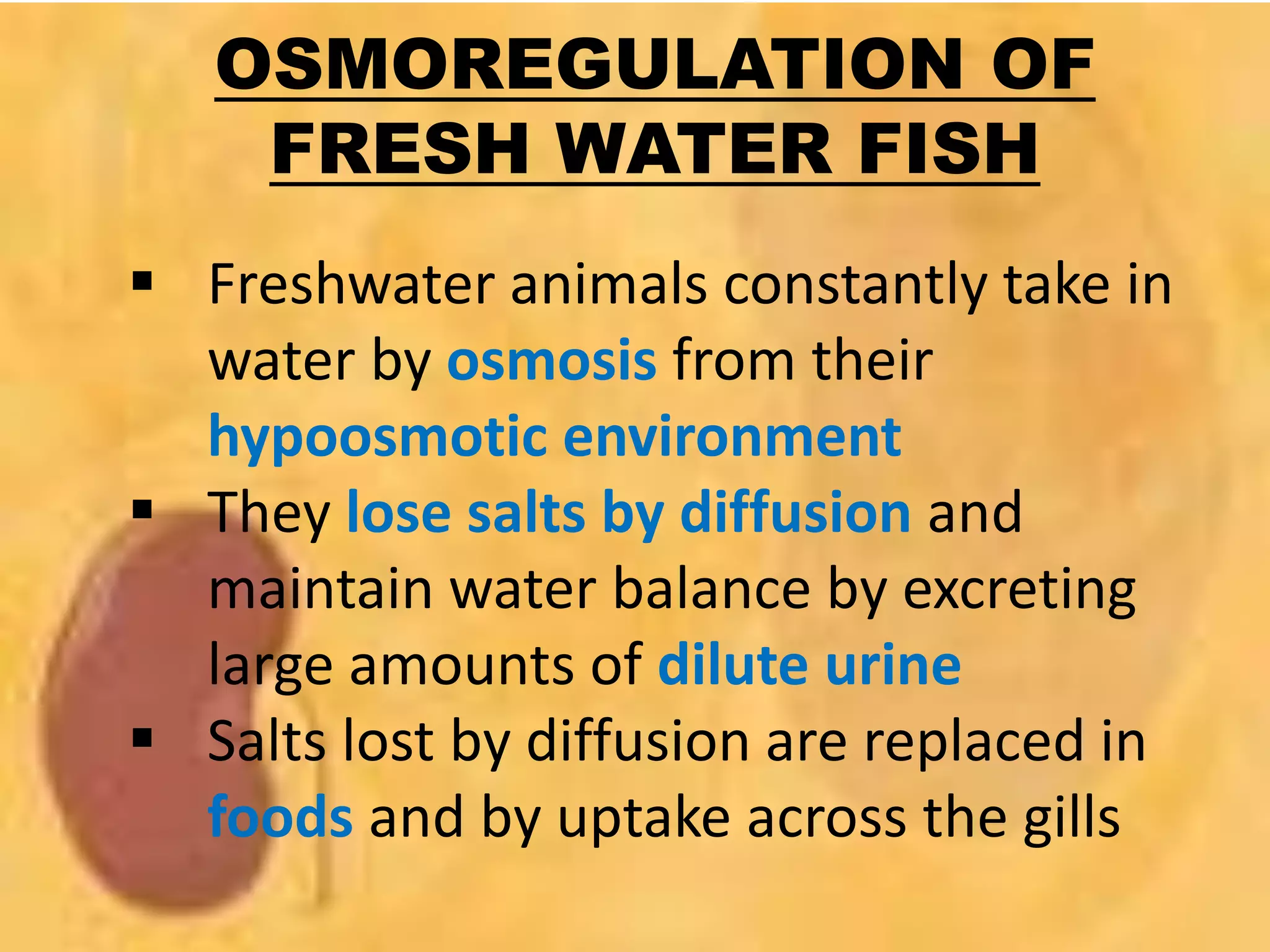 OSMOREGULATION OF
FRESH WATER FISH
 Freshwater animals constantly take in
water by osmosis from their
hypoosmotic environment
 They lose salts by diffusion and
maintain water balance by excreting
large amounts of dilute urine
 Salts lost by diffusion are replaced in
foods and by uptake across the gills
 