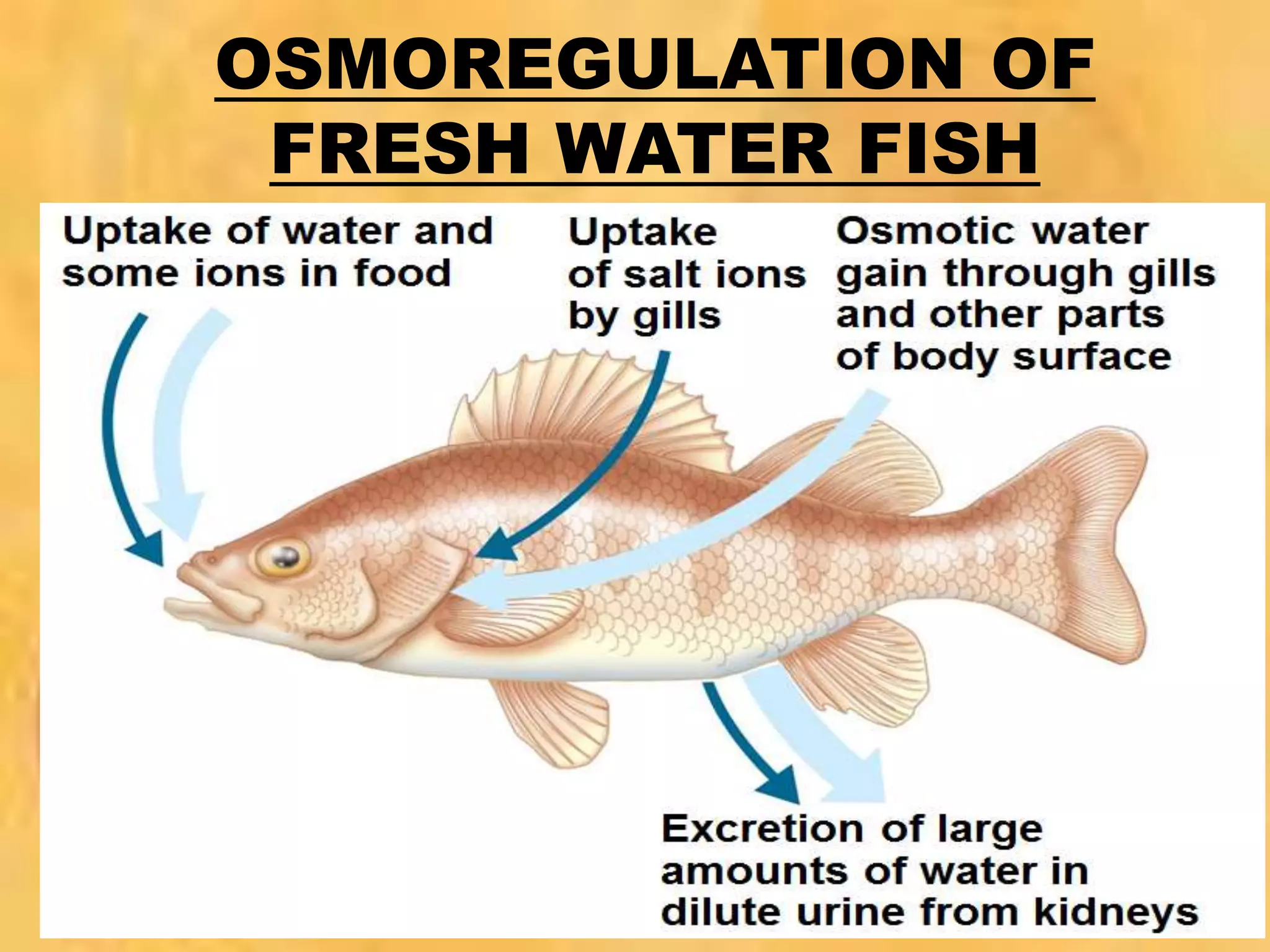 OSMOREGULATION OF
FRESH WATER FISH
 