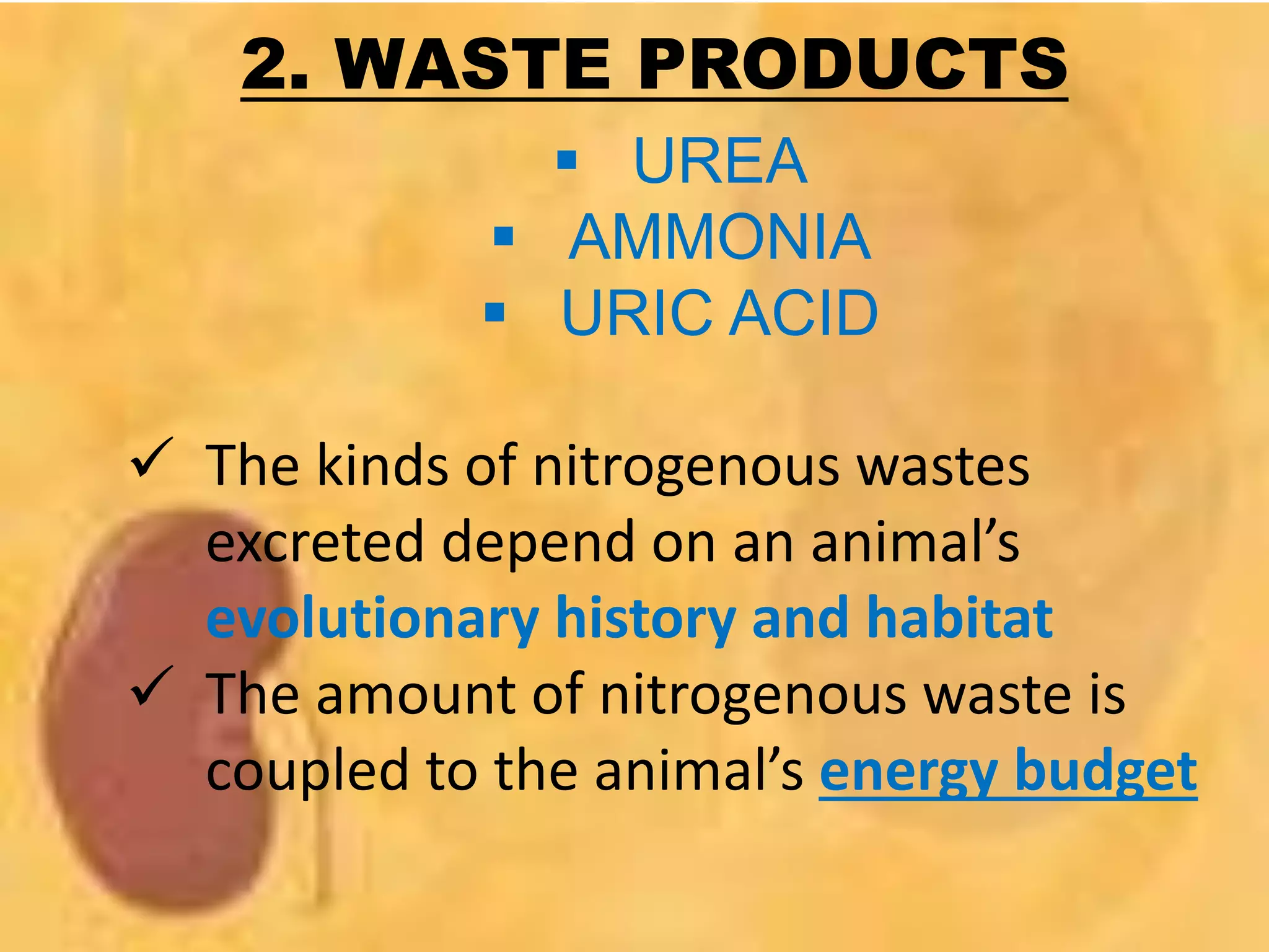 2. WASTE PRODUCTS
 UREA
 AMMONIA
 URIC ACID
 The kinds of nitrogenous wastes
excreted depend on an animal’s
evolutionary history and habitat
 The amount of nitrogenous waste is
coupled to the animal’s energy budget
 