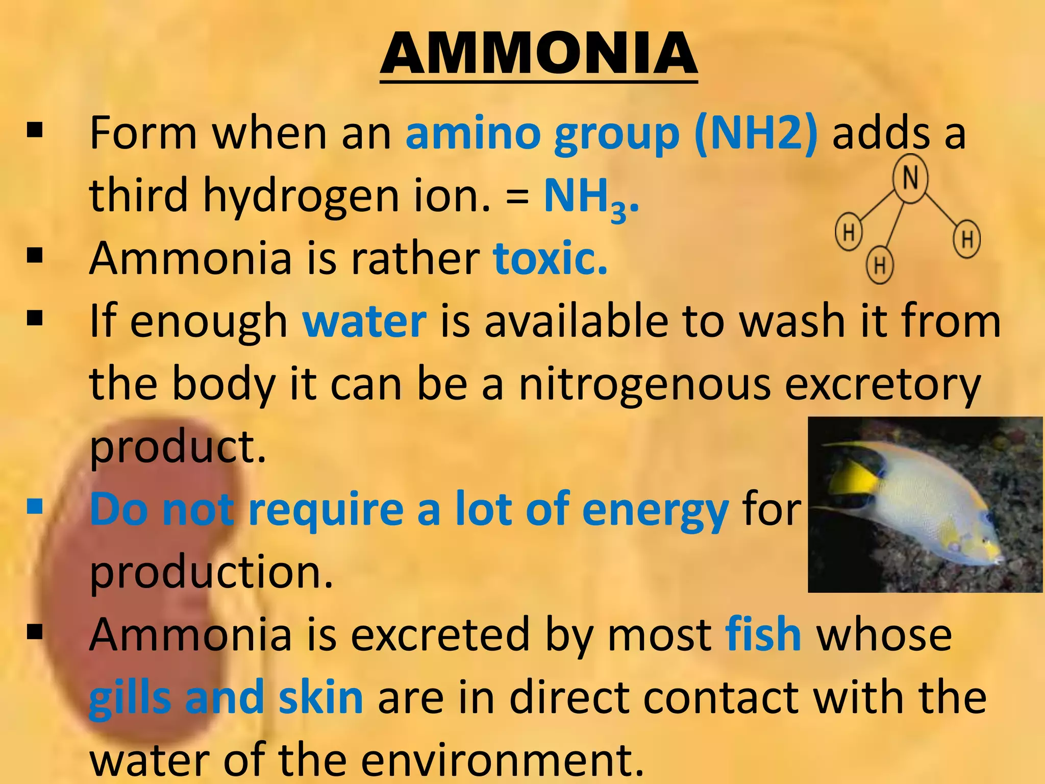 AMMONIA
 Form when an amino group (NH2) adds a
third hydrogen ion. = NH3.
 Ammonia is rather toxic.
 If enough water is available to wash it from
the body it can be a nitrogenous excretory
product.
 Do not require a lot of energy for
production.
 Ammonia is excreted by most fish whose
gills and skin are in direct contact with the
water of the environment.
 