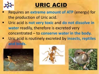 URIC ACID
 Requires an extreme amount of ATP (energy) for
the production of Uric acid.
 Uric acid is not very toxic and do not dissolve in
water readily, therefore is excreted very
concentrated – to conserve water in the body.
 Uric acid is routinely excreted by insects, reptiles
and birds.
 