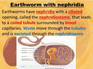 Earthworm with nephridia
Earthworms have nephridia with a ciliated
opening, called the nephridiostome, that leads
to a coiled tubule surrounded by blood
capillaries. Waste move through the tubules
and is excreted through the nephridiopore.
 