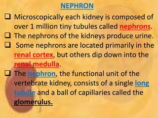 NEPHRON
 Microscopically each kidney is composed of
over 1 million tiny tubules called nephrons.
 The nephrons of the kidneys produce urine.
 Some nephrons are located primarily in the
renal cortex, but others dip down into the
renal medulla.
 The nephron, the functional unit of the
vertebrate kidney, consists of a single long
tubule and a ball of capillaries called the
glomerulus.
 