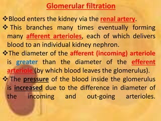 Glomerular filtration
Blood enters the kidney via the renal artery.
 This branches many times eventually forming
many afferent arterioles, each of which delivers
blood to an individual kidney nephron.
The diameter of the afferent (incoming) arteriole
is greater than the diameter of the efferent
arteriole (by which blood leaves the glomerulus).
 The pressure of the blood inside the glomerulus
is increased due to the difference in diameter of
the incoming and out-going arterioles.
 