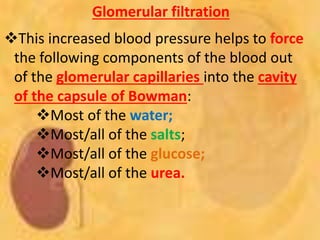 Glomerular filtration
This increased blood pressure helps to force
the following components of the blood out
of the glomerular capillaries into the cavity
of the capsule of Bowman:
Most of the water;
Most/all of the salts;
Most/all of the glucose;
Most/all of the urea.
 