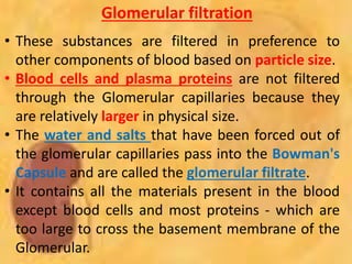 Glomerular filtration
• These substances are filtered in preference to
other components of blood based on particle size.
• Blood cells and plasma proteins are not filtered
through the Glomerular capillaries because they
are relatively larger in physical size.
• The water and salts that have been forced out of
the glomerular capillaries pass into the Bowman's
Capsule and are called the glomerular filtrate.
• It contains all the materials present in the blood
except blood cells and most proteins - which are
too large to cross the basement membrane of the
Glomerular.
 