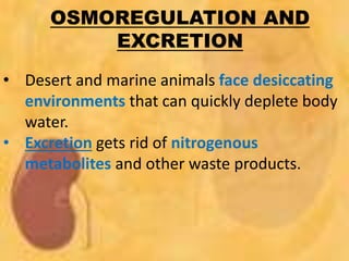 OSMOREGULATION AND
EXCRETION
• Desert and marine animals face desiccating
environments that can quickly deplete body
water.
• Excretion gets rid of nitrogenous
metabolites and other waste products.
 