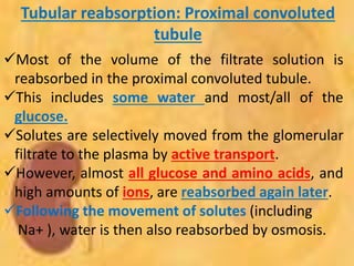 Tubular reabsorption: Proximal convoluted
tubule
Most of the volume of the filtrate solution is
reabsorbed in the proximal convoluted tubule.
This includes some water and most/all of the
glucose.
Solutes are selectively moved from the glomerular
filtrate to the plasma by active transport.
However, almost all glucose and amino acids, and
high amounts of ions, are reabsorbed again later.
Following the movement of solutes (including
Na+ ), water is then also reabsorbed by osmosis.
 