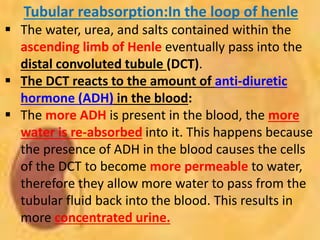 Tubular reabsorption:In the loop of henle
 The water, urea, and salts contained within the
ascending limb of Henle eventually pass into the
distal convoluted tubule (DCT).
 The DCT reacts to the amount of anti-diuretic
hormone (ADH) in the blood:
 The more ADH is present in the blood, the more
water is re-absorbed into it. This happens because
the presence of ADH in the blood causes the cells
of the DCT to become more permeable to water,
therefore they allow more water to pass from the
tubular fluid back into the blood. This results in
more concentrated urine.
 