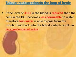 Tubular reabsorption:In the loop of henle
 If the level of ADH in the blood is reduced then the
cells in the DCT becomes less permeable to water
therefore less water is able to pass from the
tubular fluid back into the blood - which results in
less concentrated urine.
 