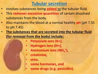 Tubular secretion
• Involves substances being added to the tubular fluid.
• This removes excessive quantities of certain dissolved
substances from the body.
• Also maintains the blood at a normal healthy pH (pH 7.35
to pH 7.45)
• The substances that are secreted into the tubular fluid
(for removal from the body) include:
• Potassium ions (K+),
• Hydrogen ions (H+),
• Ammonium ions (NH4
+),
• creatinine,
• urea,
• some hormones, and
• some drugs (e.g. penicillin).
 