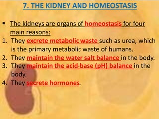 7. THE KIDNEY AND HOMEOSTASIS
 The kidneys are organs of homeostasis for four
main reasons:
1. They excrete metabolic waste such as urea, which
is the primary metabolic waste of humans.
2. They maintain the water salt balance in the body.
3. They maintain the acid-base (pH) balance in the
body.
4. They secrete hormones.
 