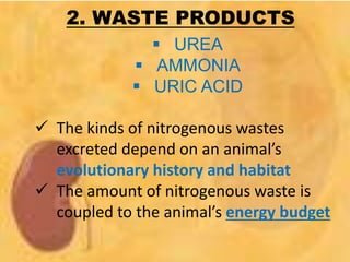2. WASTE PRODUCTS
 UREA
 AMMONIA
 URIC ACID
 The kinds of nitrogenous wastes
excreted depend on an animal’s
evolutionary history and habitat
 The amount of nitrogenous waste is
coupled to the animal’s energy budget
 