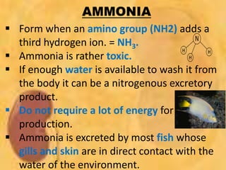 AMMONIA
 Form when an amino group (NH2) adds a
third hydrogen ion. = NH3.
 Ammonia is rather toxic.
 If enough water is available to wash it from
the body it can be a nitrogenous excretory
product.
 Do not require a lot of energy for
production.
 Ammonia is excreted by most fish whose
gills and skin are in direct contact with the
water of the environment.
 