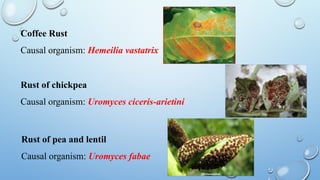 Comprehensive Overview of Fungal Plant Pathology and Diseases | PPTX