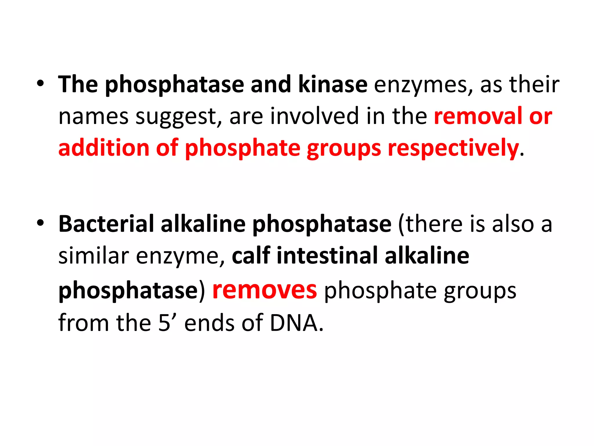 • The phosphatase and kinase enzymes, as their
names suggest, are involved in the removal or
addition of phosphate groups respectively.
• Bacterial alkaline phosphatase (there is also a
similar enzyme, calf intestinal alkaline
phosphatase) removes phosphate groups
from the 5’ ends of DNA.
 