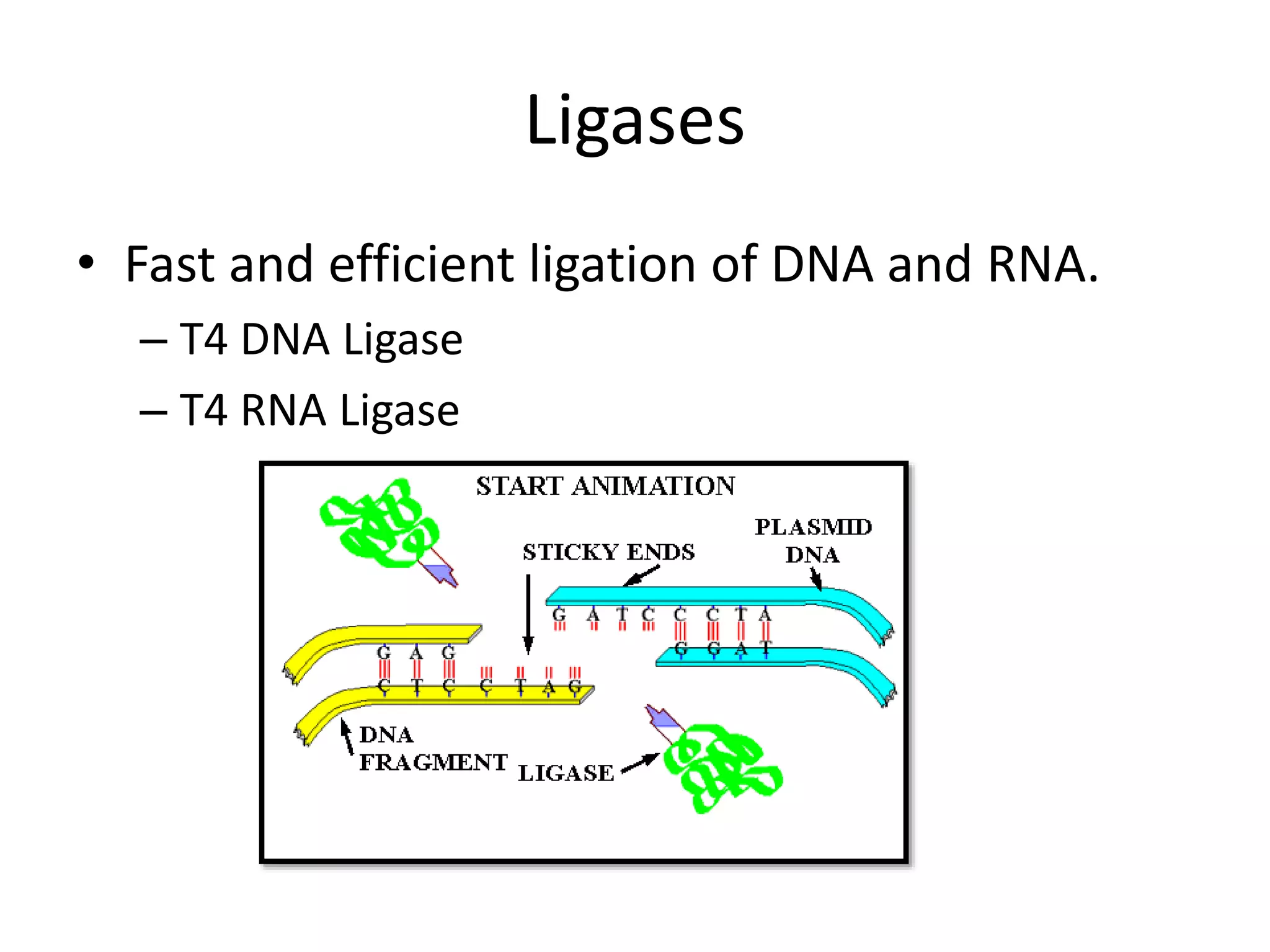 Ligases
• Fast and efficient ligation of DNA and RNA.
– T4 DNA Ligase
– T4 RNA Ligase
 