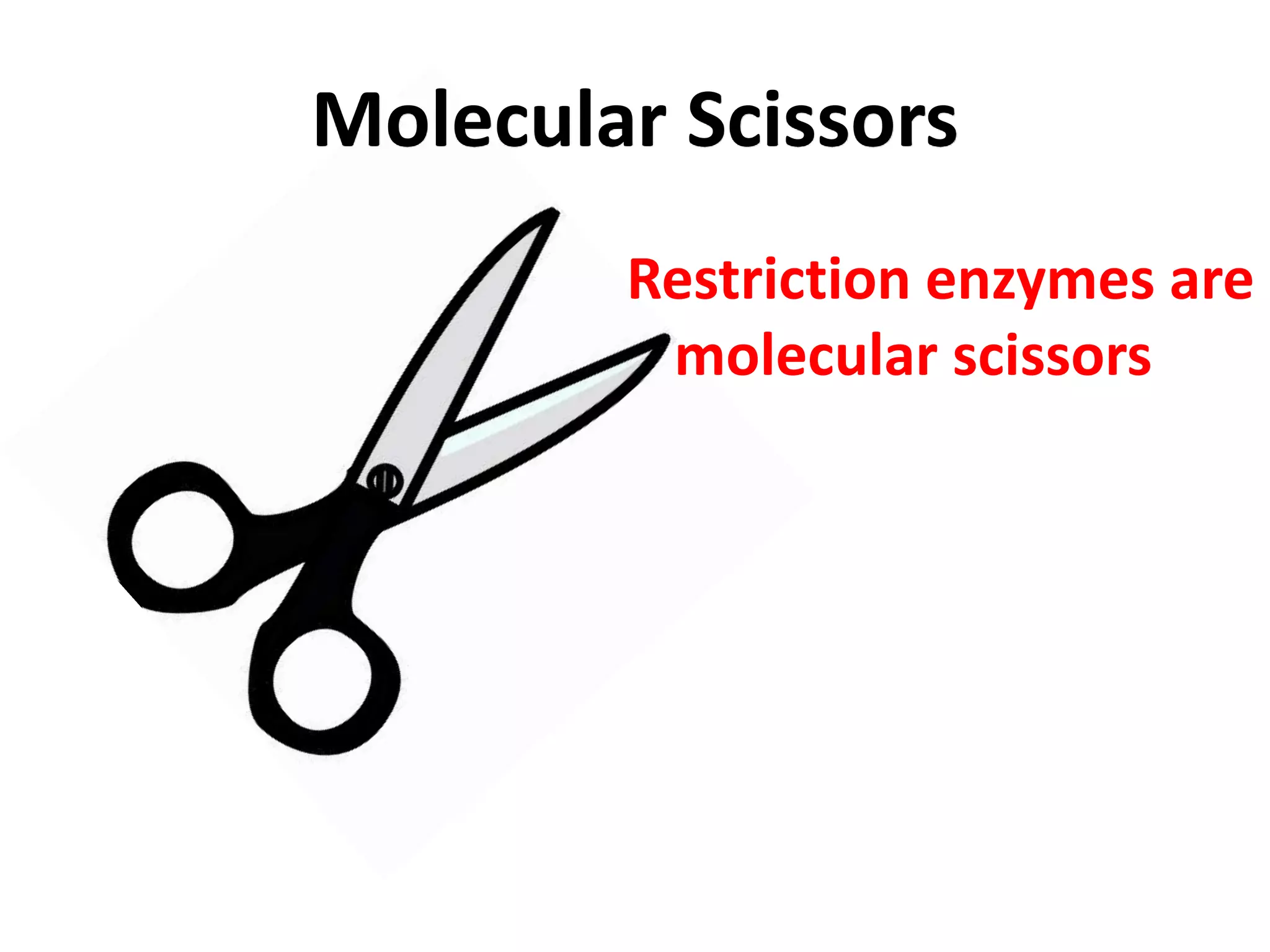Molecular Scissors
Restriction enzymes are
molecular scissors
 
