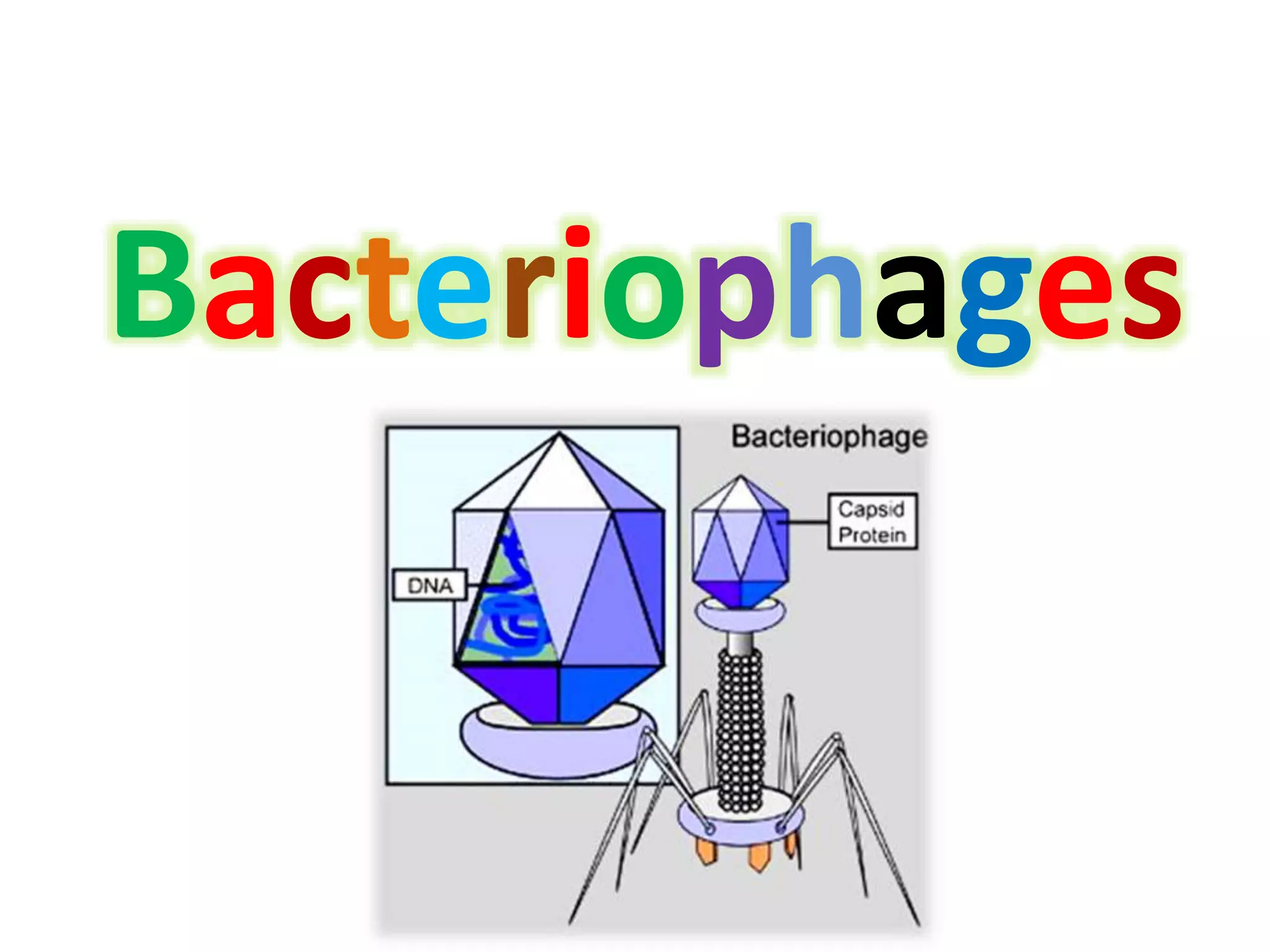 Bacteriophages
 
