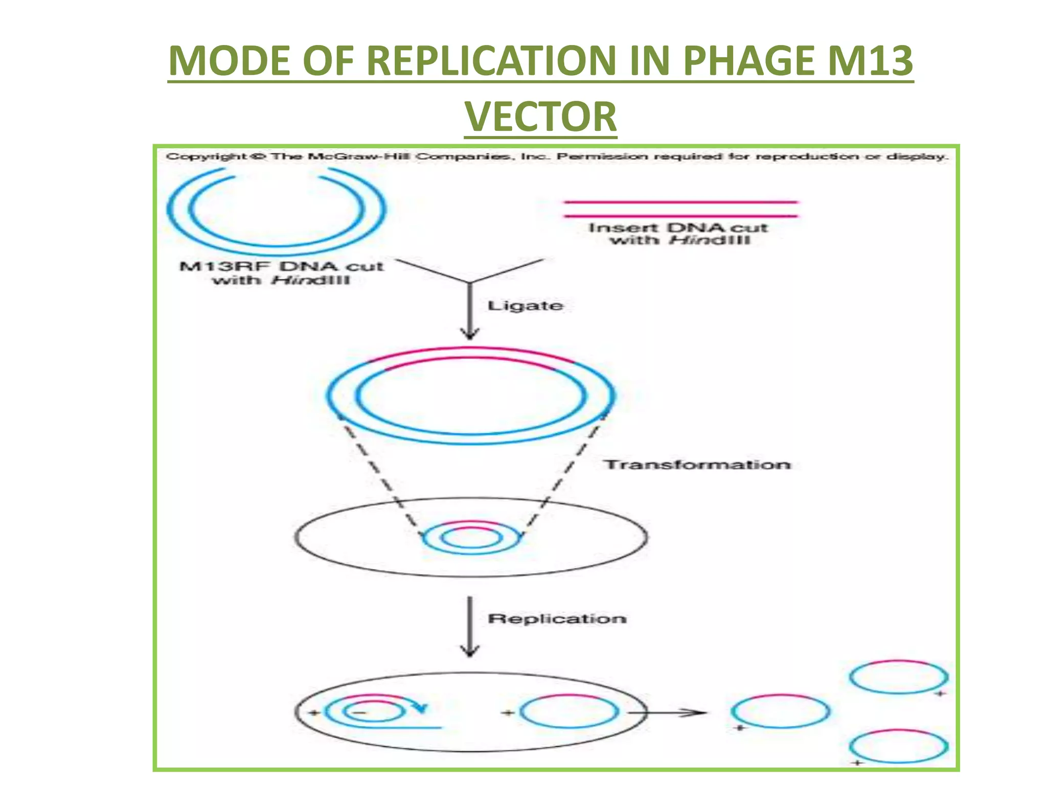 MODE OF REPLICATION IN PHAGE M13
VECTOR
 