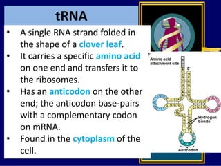 tRNA
• A single RNA strand folded in
the shape of a clover leaf.
• It carries a specific amino acid
on one end and transfers it to
the ribosomes.
• Has an anticodon on the other
end; the anticodon base-pairs
with a complementary codon
on mRNA.
• Found in the cytoplasm of the
cell.
 