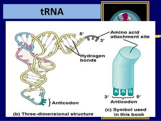 tRNA
 