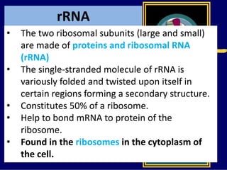 rRNA
• The two ribosomal subunits (large and small)
are made of proteins and ribosomal RNA
(rRNA)
• The single-stranded molecule of rRNA is
variously folded and twisted upon itself in
certain regions forming a secondary structure.
• Constitutes 50% of a ribosome.
• Help to bond mRNA to protein of the
ribosome.
• Found in the ribosomes in the cytoplasm of
the cell.
 