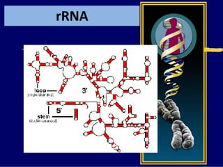 rRNA
 