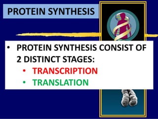 PROTEIN SYNTHESIS
• PROTEIN SYNTHESIS CONSIST OF
2 DISTINCT STAGES:
• TRANSCRIPTION
• TRANSLATION
 