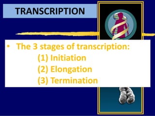 TRANSCRIPTION
• The 3 stages of transcription:
(1) Initiation
(2) Elongation
(3) Termination
 