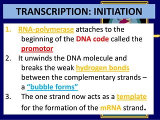 TRANSCRIPTION: INITIATION
1. RNA-polymerase attaches to the
beginning of the DNA code called the
promotor
2. It unwinds the DNA molecule and
breaks the weak hydrogen bonds
between the complementary strands –
a “bubble forms”
3. The one strand now acts as a template
for the formation of the mRNA strand.
 