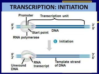 TRANSCRIPTION: INITIATION
 