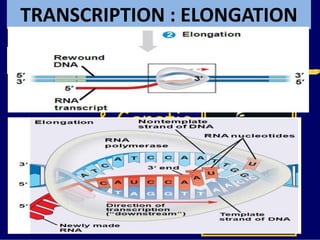 TRANSCRIPTION : ELONGATION
 