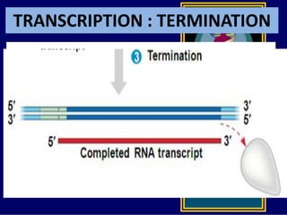 TRANSCRIPTION : TERMINATION
 